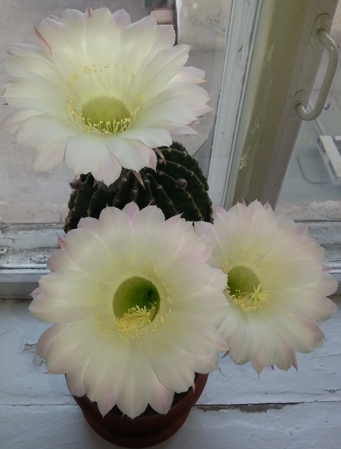 Ответ на пост «Кактус»