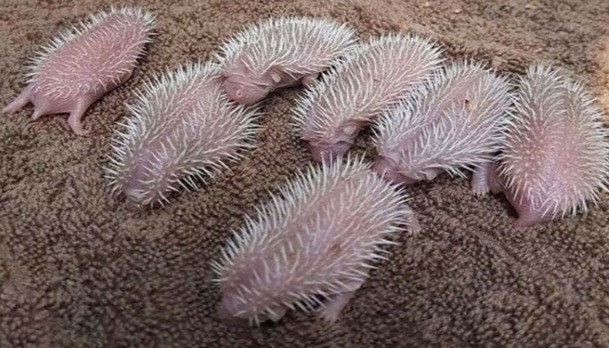 Ужас и страх