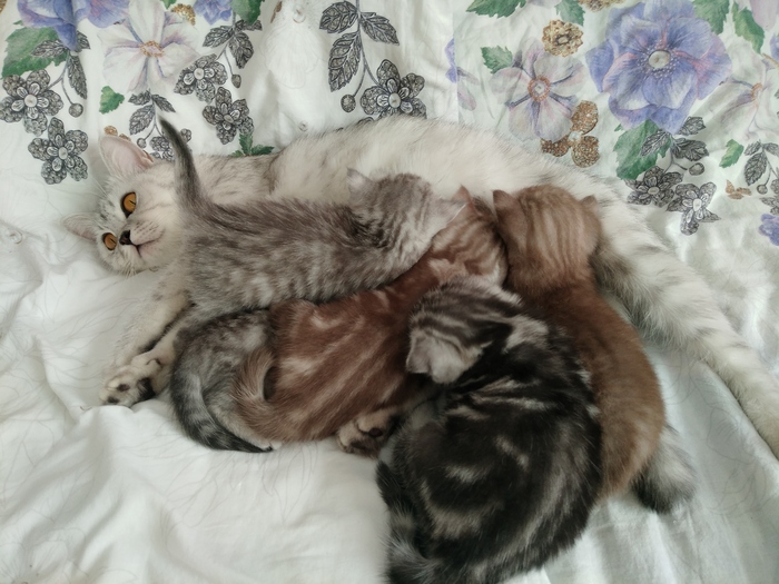 ������� � ����������