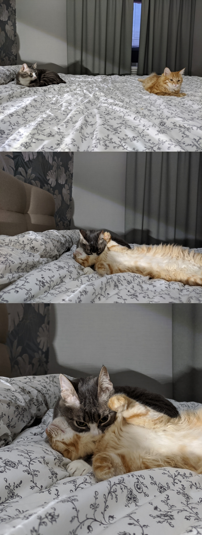 Мои раздолбайки)
