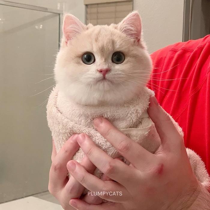 Не держите зла. Держите котика