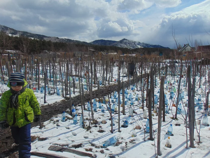 В известном питомнике приняли за «лоха». Называл редчайшие сорта яблонь, и оказалось, что все они «есть» в общей куче! Рынок, Садоводство, Садовод, Дача, Сельское хозяйство, Сад, Саженцы, Деревня, Длиннопост В известном питомнике приняли за «лоха». Называл редчайшие сорта яблонь, и оказалось, что все они «есть» в общей куче! Рынок, Садоводство, Садовод, Дача, Сельское хозяйство, Сад, Саженцы, Деревня, Длиннопост
