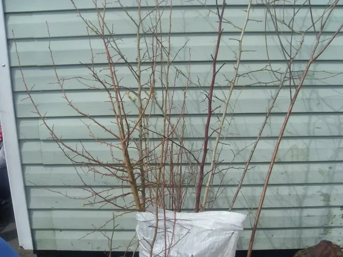 В известном питомнике приняли за «лоха». Называл редчайшие сорта яблонь, и оказалось, что все они «есть» в общей куче! Рынок, Садоводство, Садовод, Дача, Сельское хозяйство, Сад, Саженцы, Деревня, Длиннопост В известном питомнике приняли за «лоха». Называл редчайшие сорта яблонь, и оказалось, что все они «есть» в общей куче! Рынок, Садоводство, Садовод, Дача, Сельское хозяйство, Сад, Саженцы, Деревня, Длиннопост