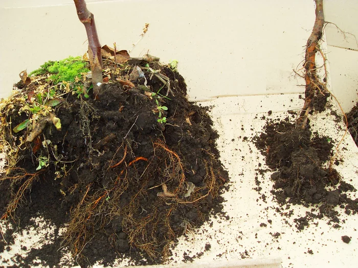 В известном питомнике приняли за «лоха». Называл редчайшие сорта яблонь, и оказалось, что все они «есть» в общей куче! Рынок, Садоводство, Садовод, Дача, Сельское хозяйство, Сад, Саженцы, Деревня, Длиннопост В известном питомнике приняли за «лоха». Называл редчайшие сорта яблонь, и оказалось, что все они «есть» в общей куче! Рынок, Садоводство, Садовод, Дача, Сельское хозяйство, Сад, Саженцы, Деревня, Длиннопост