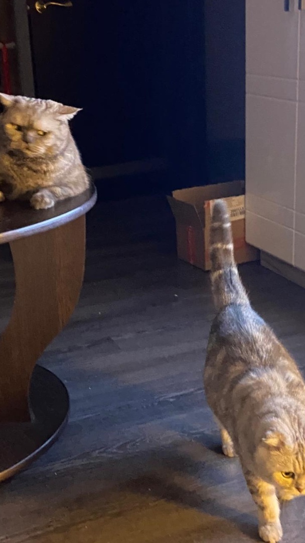 ������� "�����������" ���������