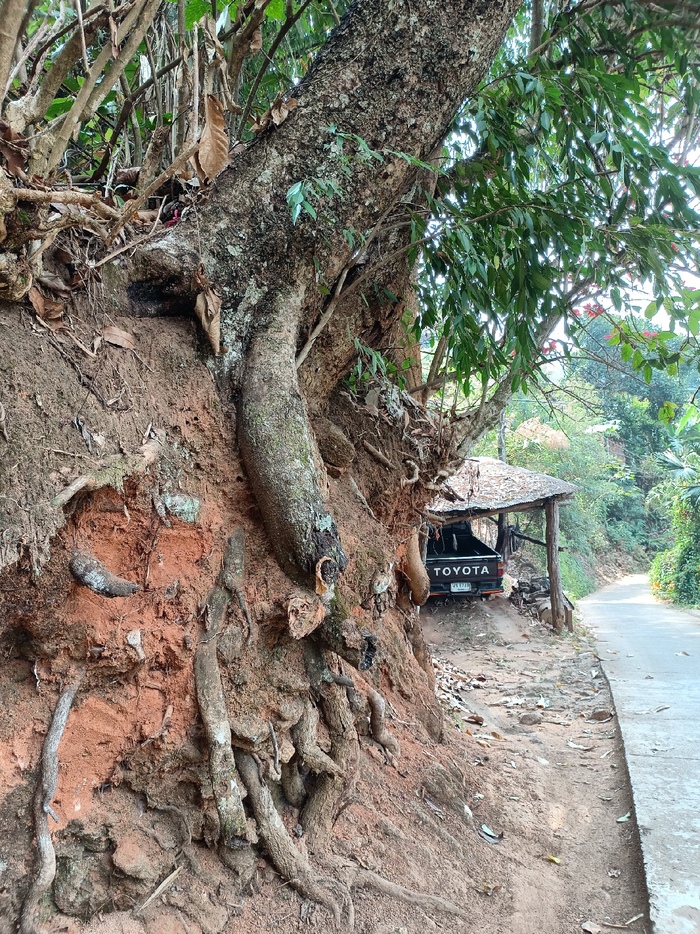 Как в Таиланде живут бесправные хмонги Таиланд, Чиангмай, Путешествия, Юго-Восточная Азия, Иммиграция, Жизнь за границей, Длиннопост