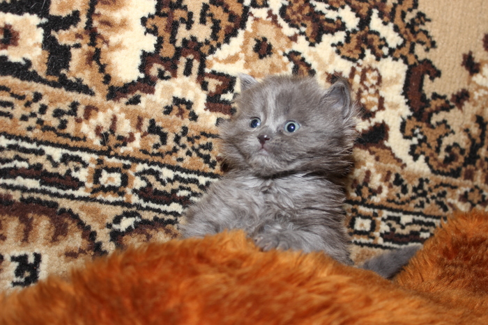 ����� ������ ���� ��� �����������