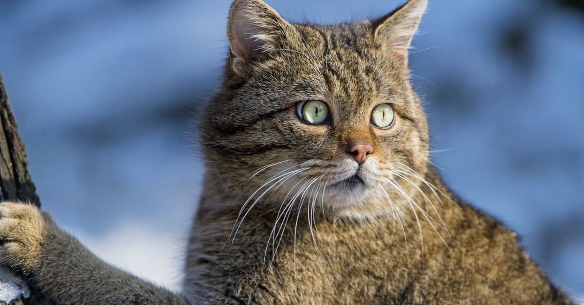 Народные кошки. Дикий Лесной кот. Кавказский дикий кот. Лесная кошка морда. Дикий толстый Лесной кот.