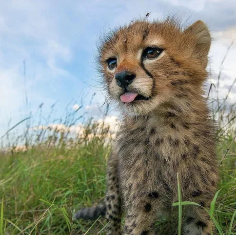 Детеныш гепарда - Национальный парк Серенгети