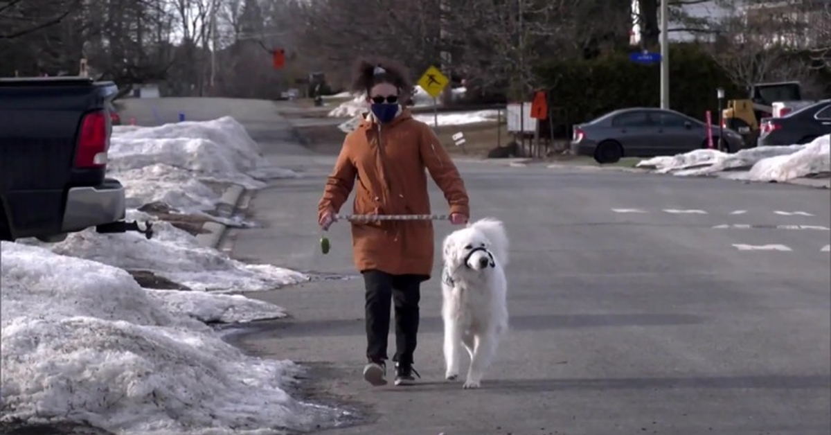 спасение хаски в россоши. спасение девушки из воды. спас собаку из ледяной воды. спас собаку из ледяной воды. преданная ив собака в каком году спасла свою хозяйку.
