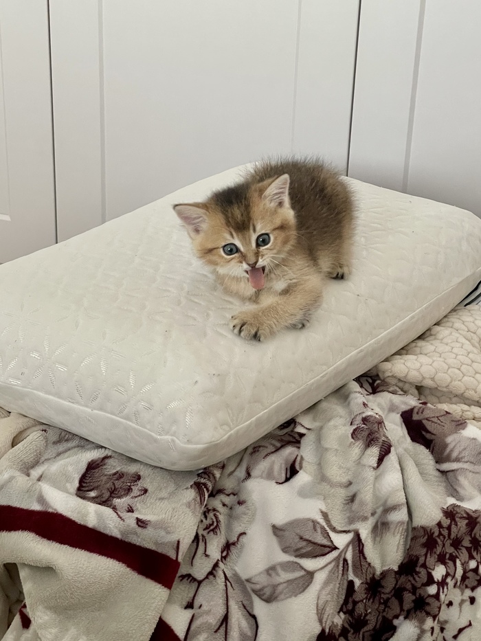 Когда нассал в кровать хозяевам