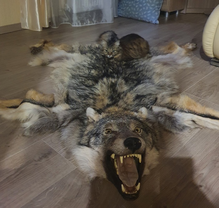 ����� ������ �� �����