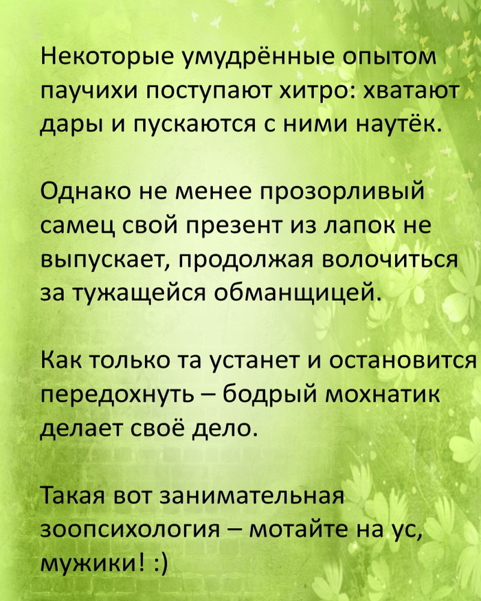 могут ли пауки откладывать яйца в человеке. Смотреть фото могут ли пауки откладывать яйца в человеке. Смотреть картинку могут ли пауки откладывать яйца в человеке. Картинка про могут ли пауки откладывать яйца в человеке. Фото могут ли пауки откладывать яйца в человеке