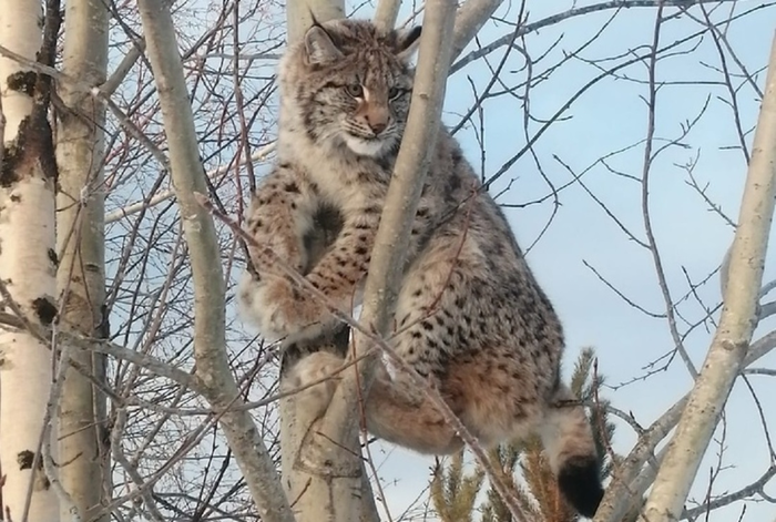 ��������� ������� ����� ���������� � ���-���������� ������ ����������� �������