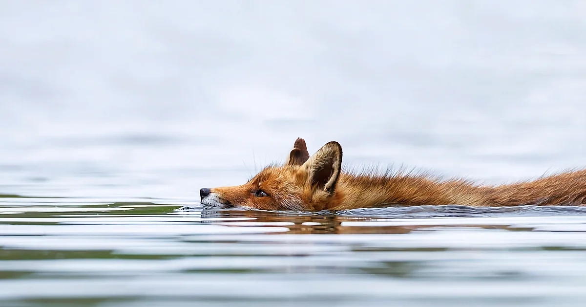 Wet foxes. Лиса плывет. Лиса плавает. Лиса в воде. Лиса в реке.