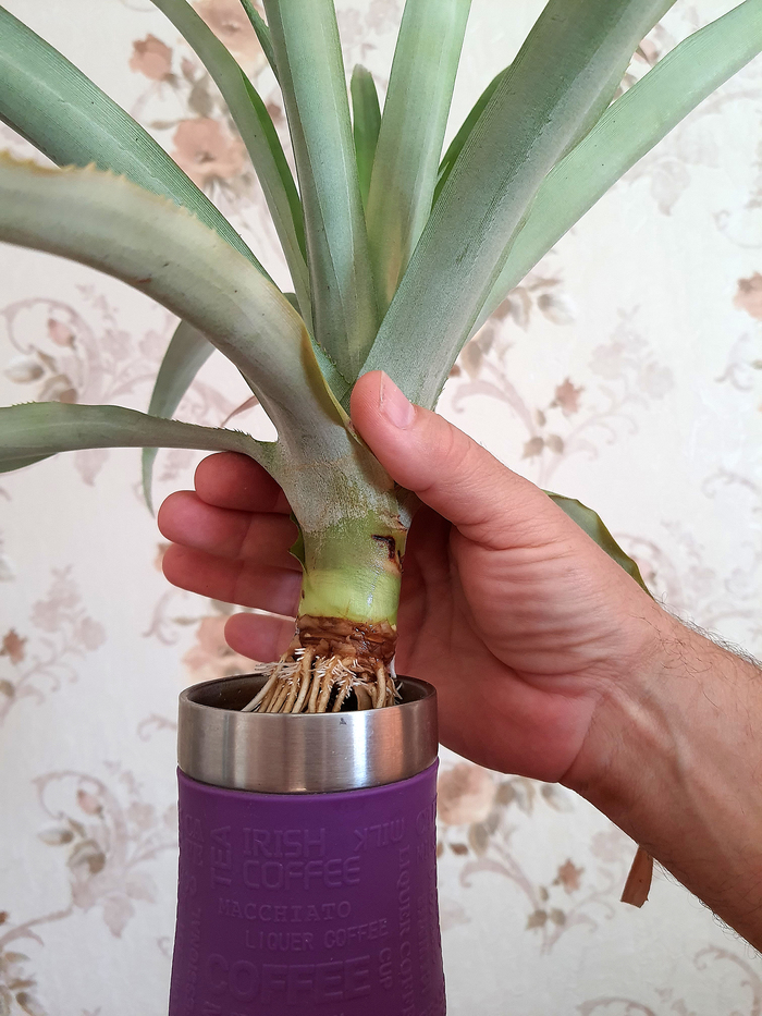 ���������� ����