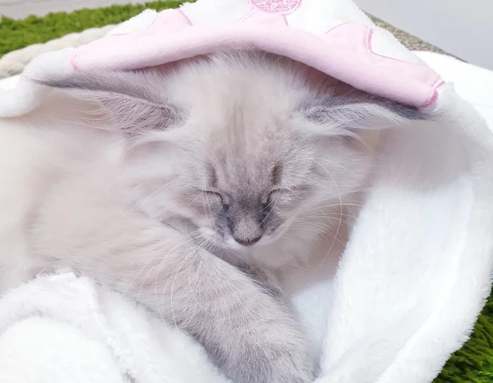 Что-то снова задремала... Кот, Котята, Милота, Сон, Домашние животные