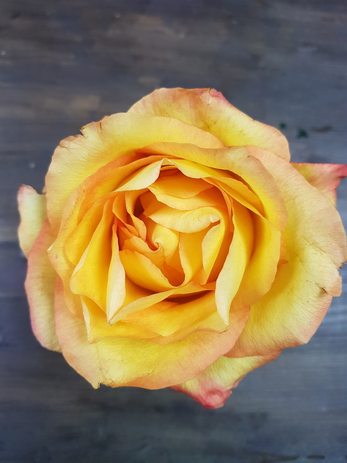 Прекрасная роза...