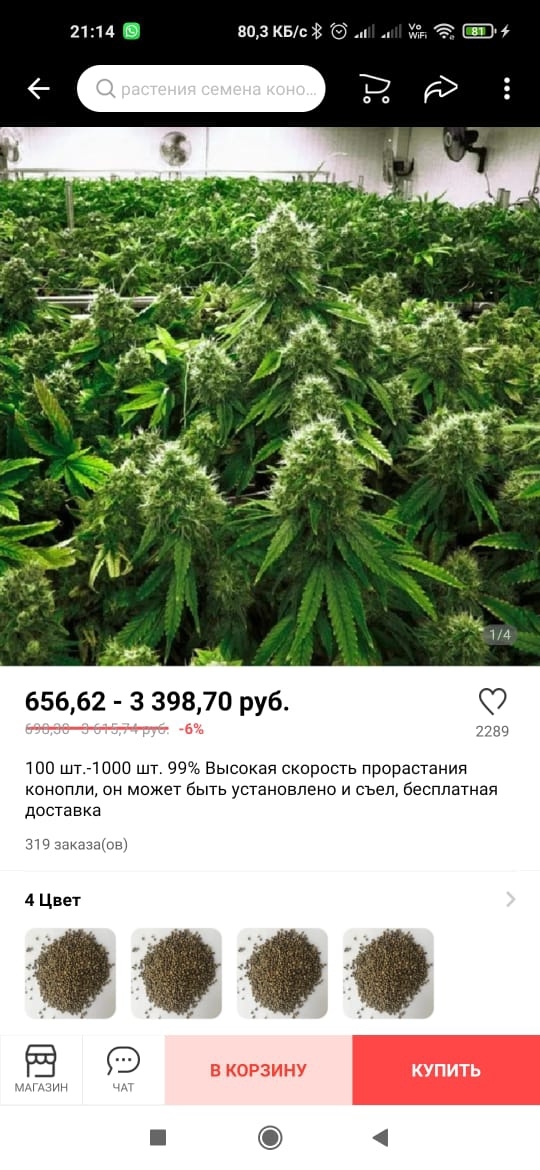 Семена конопли с алиэкспресс наказание за употреблении марихуаны в россии