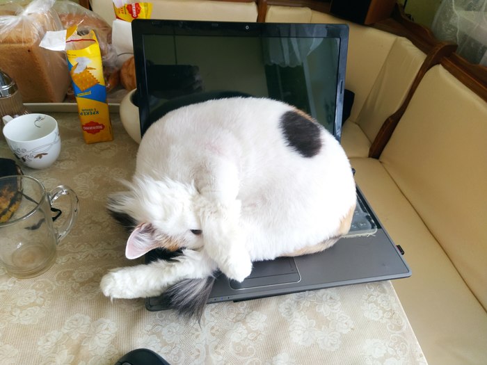 О пользе ноутбука. Не задокументированный функционал Трехцветная кошка, Ноутбук, Кот, Стол