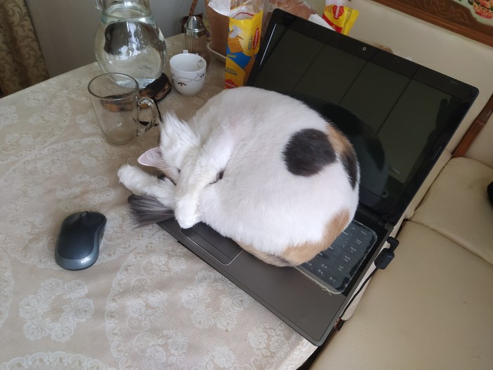 О пользе ноутбука. Не задокументированный функционал Трехцветная кошка, Ноутбук, Кот, Стол