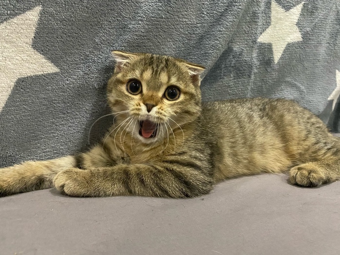 В коллекцию зевающих котомафиози