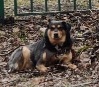 Песель-потеряшка