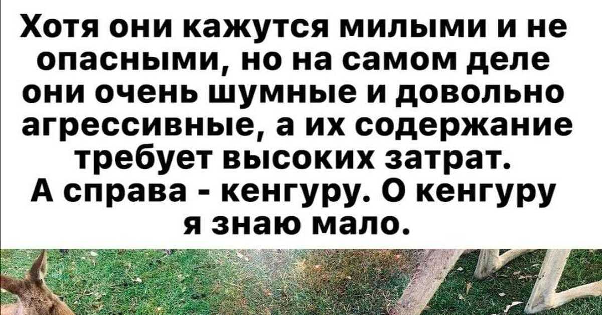 Все казалось мило. О кенгуру я знаю мало. А слева кенгуру о них я знаю мало. Хотя они кажутся милыми и неопасными. А слева кенгуру.