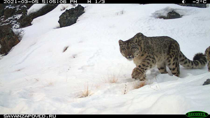 Котята снежного барса перезимовали успешно! Снежный барс, Котята, Большие кошки, Семейство кошачьих, Саяно-шушенский заповедник, Редкий вид, Хищник, Дикая природа, Видео, Длиннопост