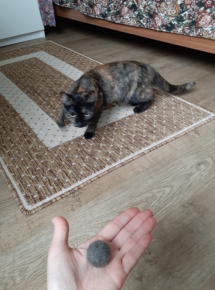 Кошатникам