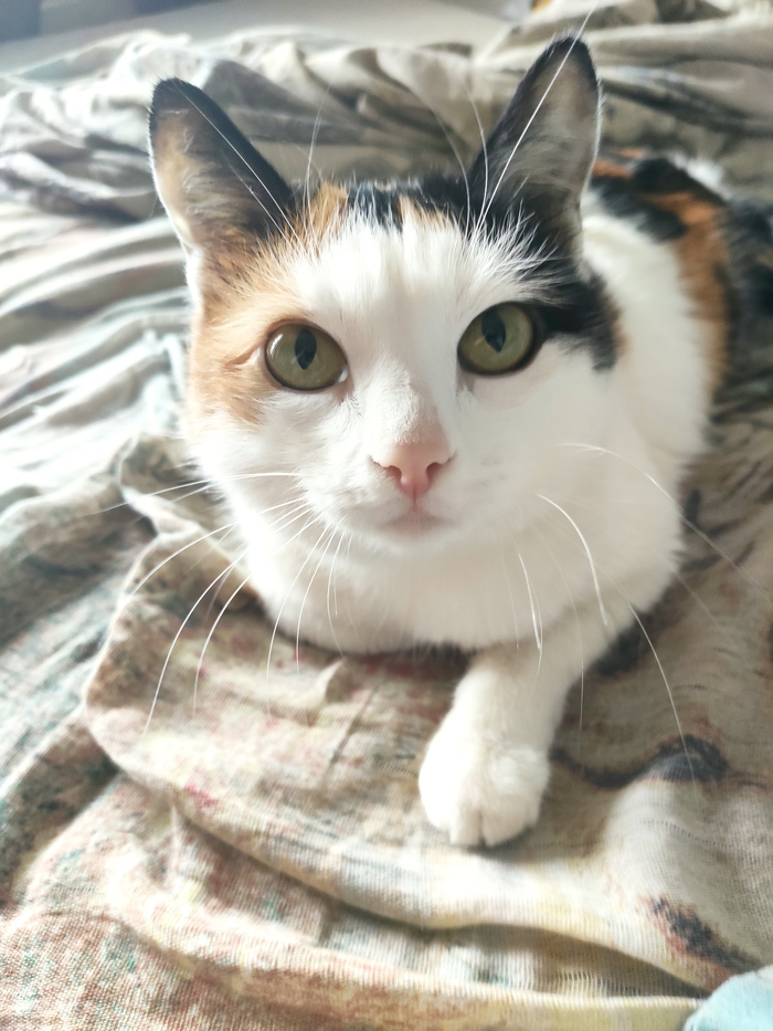 ��� ����