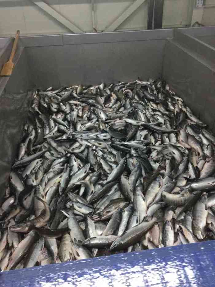 Однажды на Камчатке