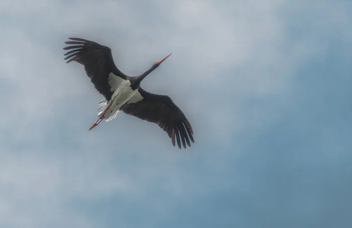 Выживший аист Роберт летит домой... Птицы, Аист, Черный аист, Перелет, Выживший, Дорога домой, The National Geographic, Длиннопост Выживший аист Роберт летит домой... Птицы, Аист, Черный аист, Перелет, Выживший, Дорога домой, The National Geographic, Длиннопост