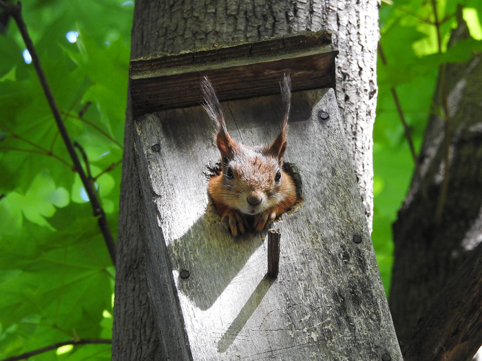 Кто в домике живет?...
