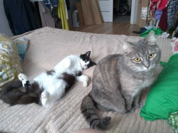 � ������� ����� �������