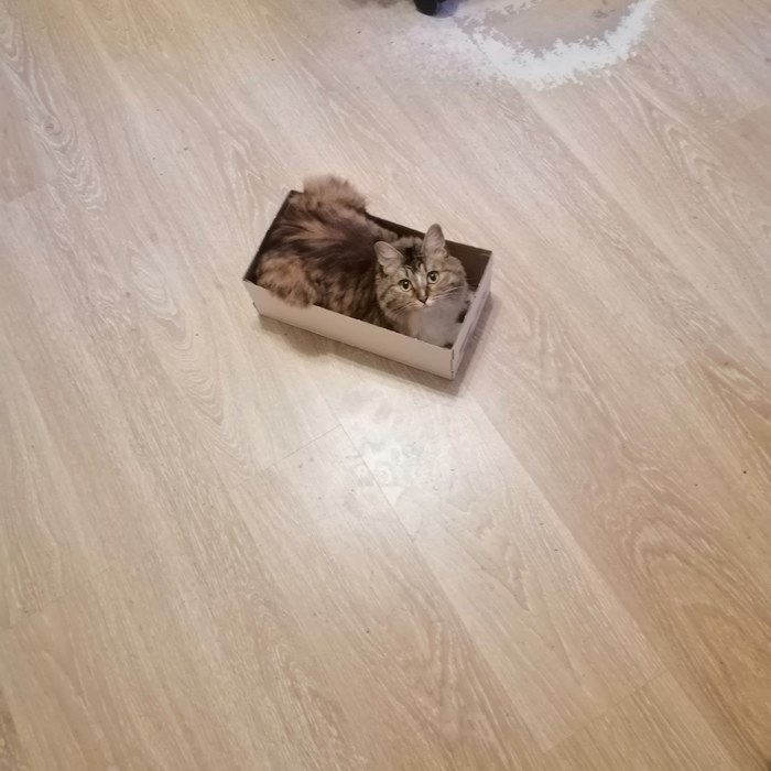 ��� ��� ����� �����