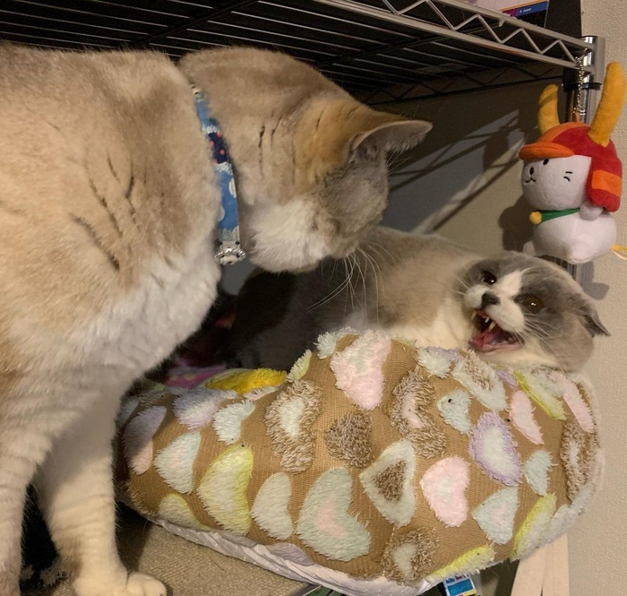 ���� ��� ���?