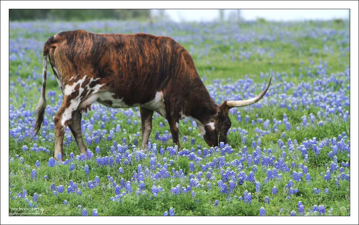 Техас: побыкуем? Техас, США, Корова, Бык, Ковбои, Длиннопост