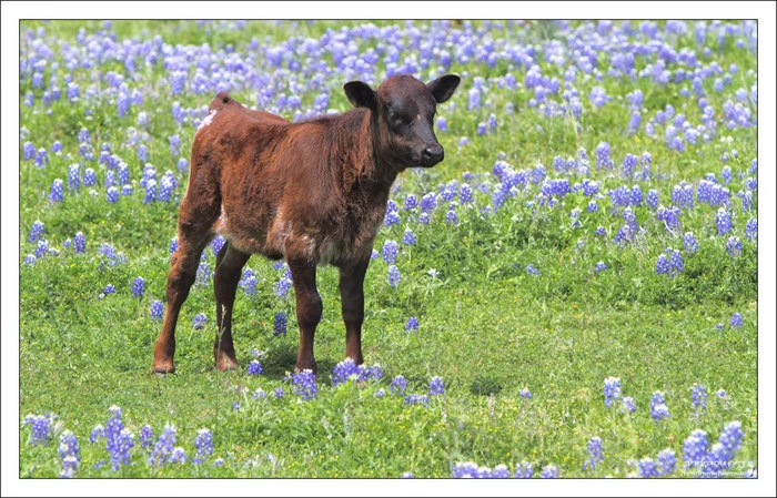 Техас: побыкуем? Техас, США, Корова, Бык, Ковбои, Длиннопост