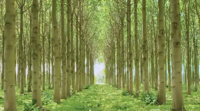 Дерево-феникс Растения, Дерево, Природа, Яндекс Дзен, Длиннопост, Павлония Дерево-феникс Растения, Дерево, Природа, Яндекс Дзен, Длиннопост, Павлония