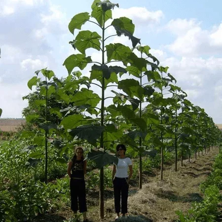 Дерево-феникс Растения, Дерево, Природа, Яндекс Дзен, Длиннопост, Павлония Дерево-феникс Растения, Дерево, Природа, Яндекс Дзен, Длиннопост, Павлония