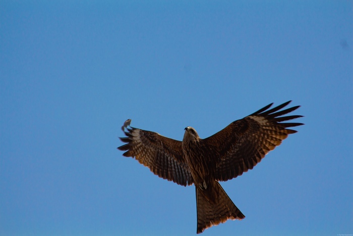 Черный коршун