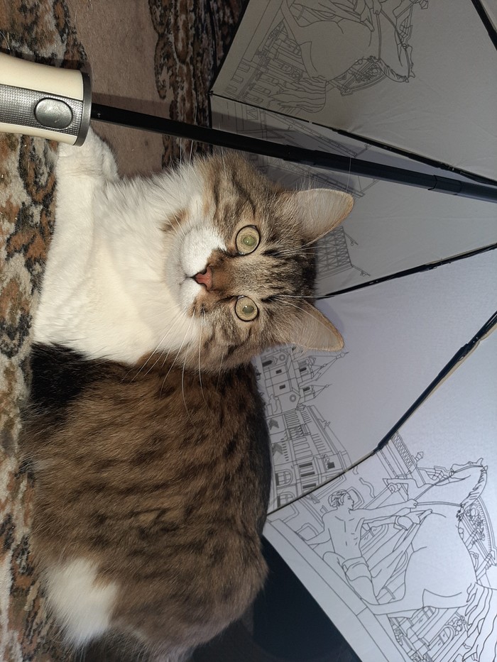 Поставили зонт сушить , ну и как же без него)