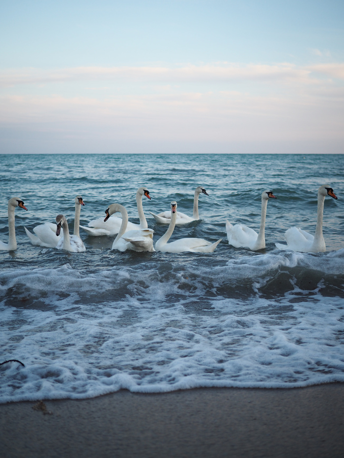 Лебеди и море
