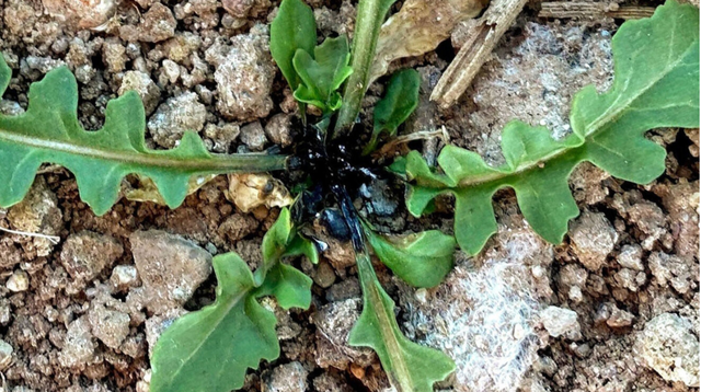 Разработан робот для уничтожения сорняков