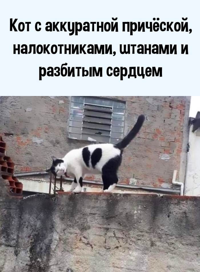 Когда у кота насыщенная жизнь