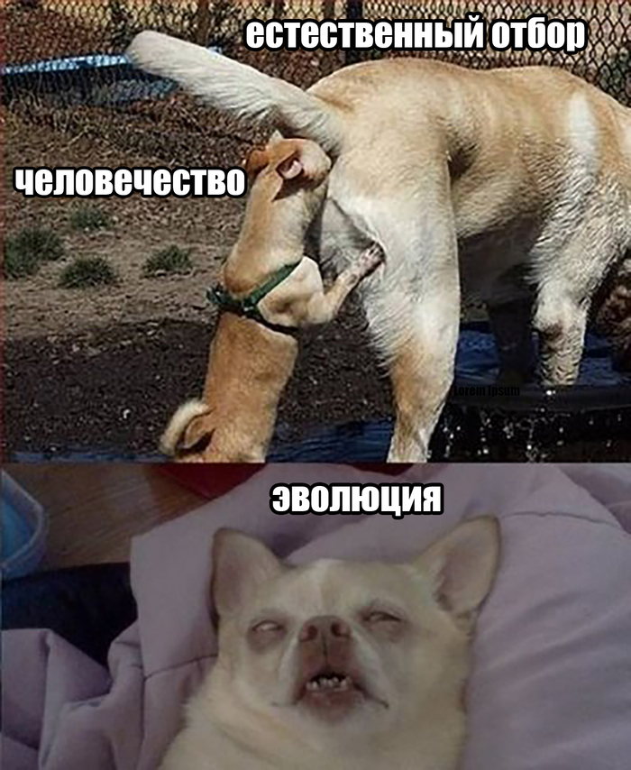 Для чего естественный отбор. Смотреть фото Для чего естественный отбор. Смотреть картинку Для чего естественный отбор. Картинка про Для чего естественный отбор. Фото Для чего естественный отбор