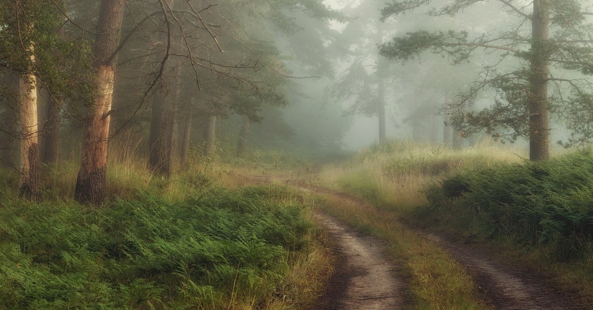 Дорога таня. Пейзаж Лесная дорога. Дорога лес туман Кантри. Питер туман рассвет лето. Фото пейзажи Лесная дорога в туман.