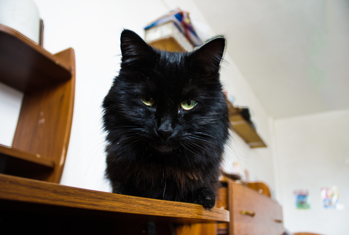 Дизель осуждает