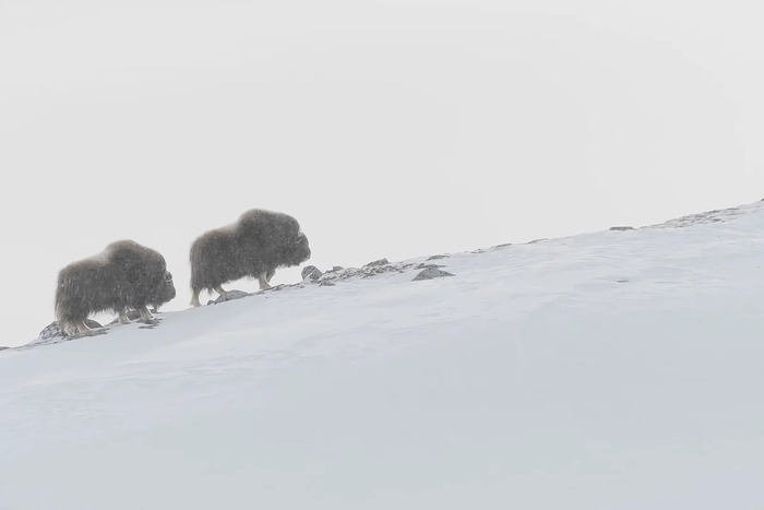 Овцебык: несколько особенностей из жизни мощного реликта Арктики Животные, Овцебык, Яндекс Дзен, Длиннопост
